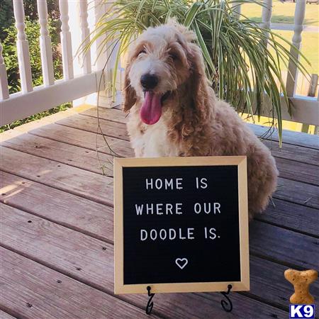 Goldendoodles puppy for sale